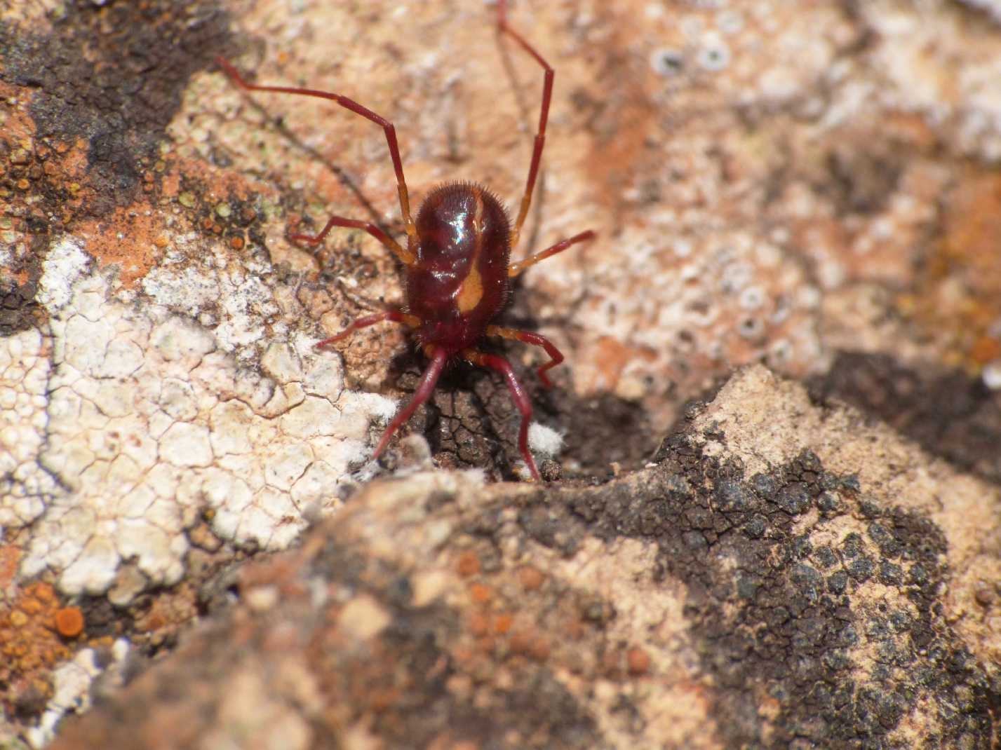 Erythraeus sp. di Israele, Lazio e Sardegna